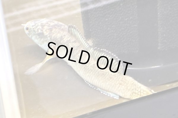 画像1: チャンナアリストネイ(11cm±)WILD★ (1)