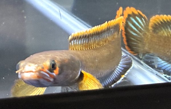 画像1: アイズファイヤー スネークヘッド(11cm±)上物 WILD★ (1)