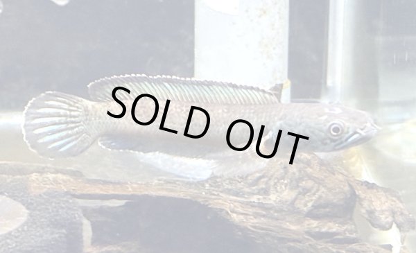 画像1: チャンナアリストネイ(11cm±)WILD★ (1)