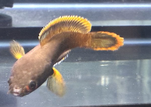 画像4: アイズファイヤー スネークヘッド(11cm±)上物 WILD★ (4)