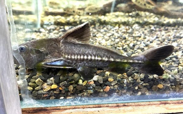 画像1: オキシドラス(10cm±)WILDペルー★ (1)