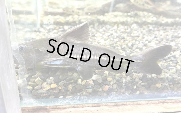 画像1: オキシドラス(10cm±)WILDペルー★ (1)