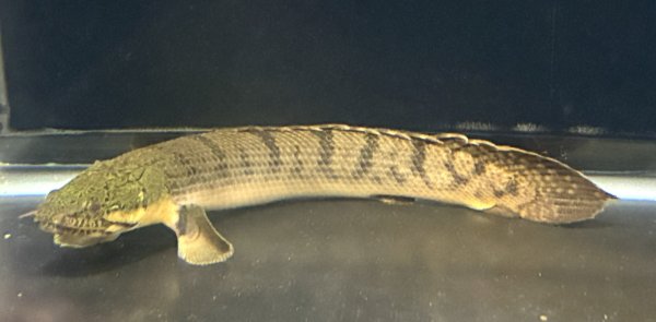 画像1: ポリプテルス ウィークシー(14cm±)WILDコンゴ★ (1)