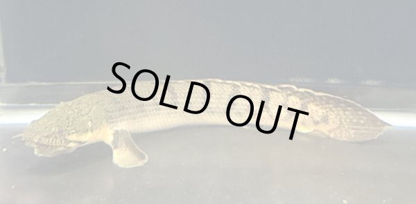 画像2: ポリプテルス ウィークシー(14cm±)WILDコンゴ★ (2)