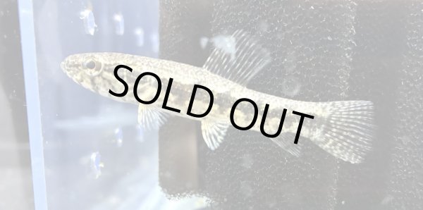 画像1: ホプリアス(6cm±)WILDペルー★ (1)