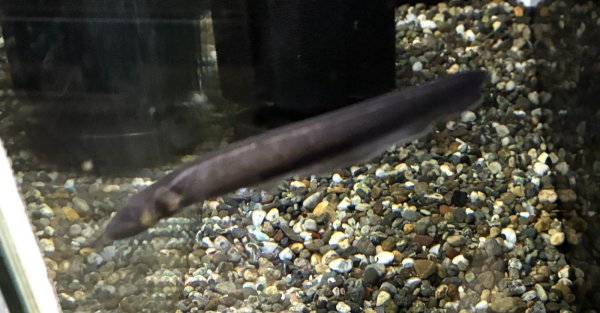 画像1: デンキウナギ(10cm±)WILD★ (1)