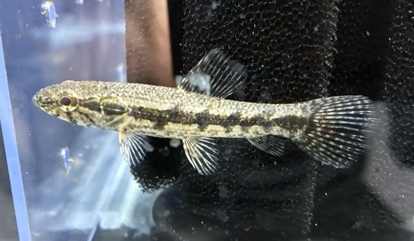 画像2: ホプリアス(6cm±)WILDペルー★ (2)