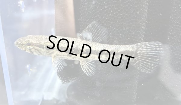 画像2: ホプリアス(6cm±)WILDペルー★ (2)