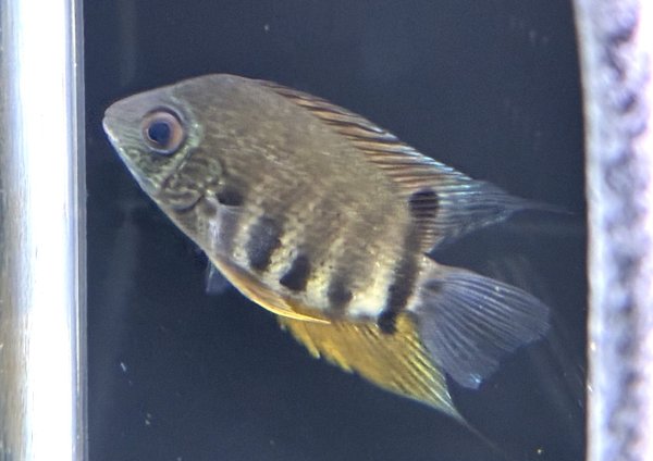 画像2: レッドネックターコイズセベラム(6cm±)ブリード★ (2)