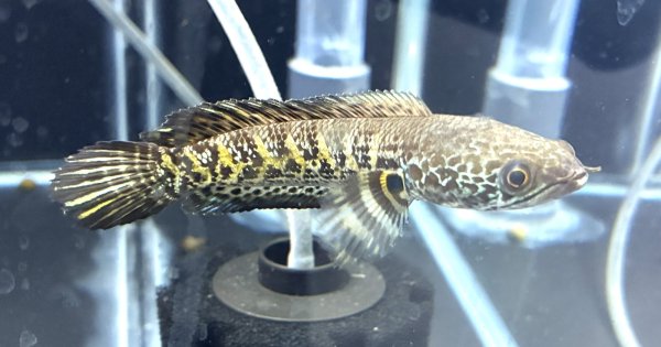 画像1: バイオレットスネークヘッド(11cm±)WILD★ (1)