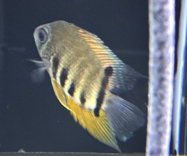 画像1: レッドネックターコイズセベラム(6cm±)ブリード★ (1)