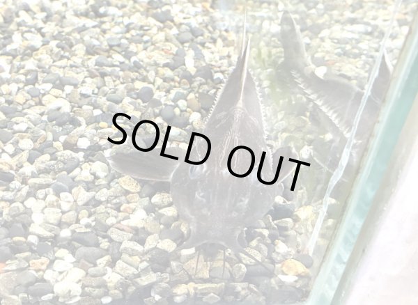 画像2: オキシドラス(10cm±)WILDペルー★ (2)