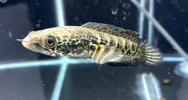 画像2: バイオレットスネークヘッド(11cm±)WILD★ (2)