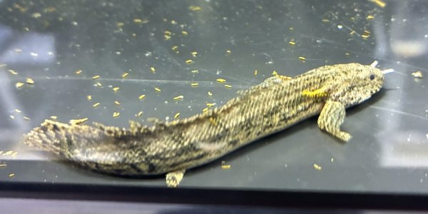 画像1: ポリプテルス アンソルギー(7cm±)ブリード★ (1)