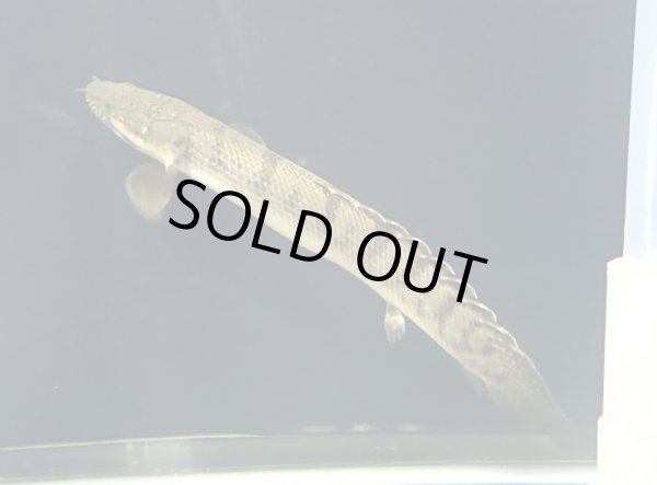 画像3: ポリプテルス ウィークシー(14cm±)WILDコンゴ★ (3)