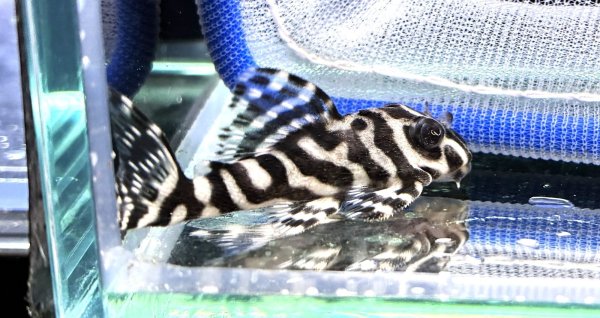 画像1: キングロイヤルペコルティア(5cm±)国産ブリード★ (1)