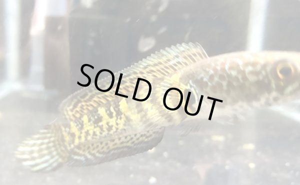 画像3: バイオレットスネークヘッド(13cm±)上物WILD★ (3)