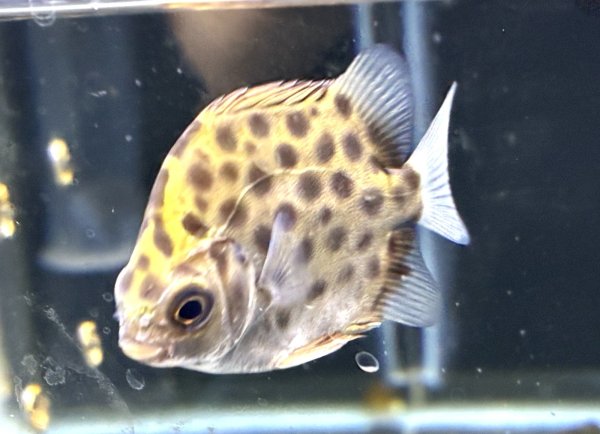 画像1: グリーンスキャット (1)