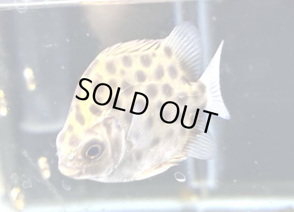 画像1: グリーンスキャット★ (1)