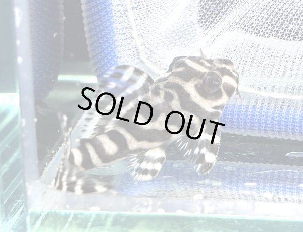 画像3: キングロイヤルペコルティア(5cm±)国産ブリード (3)