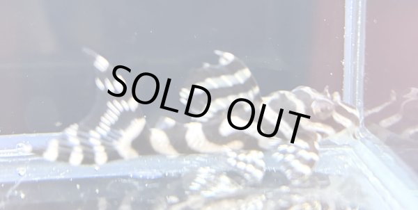 画像1: キングロイヤルペコルティア(5cm±)国産ブリード (1)