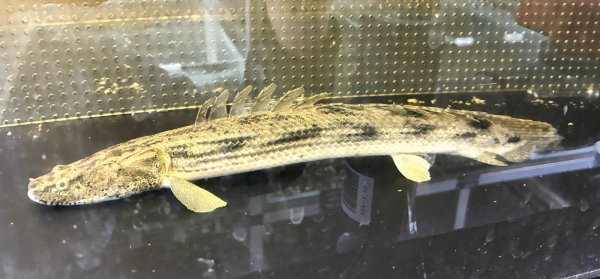 画像1: ポリプテルス ビキールラプラディ(30cm±)WILDニジェールリバー (1)