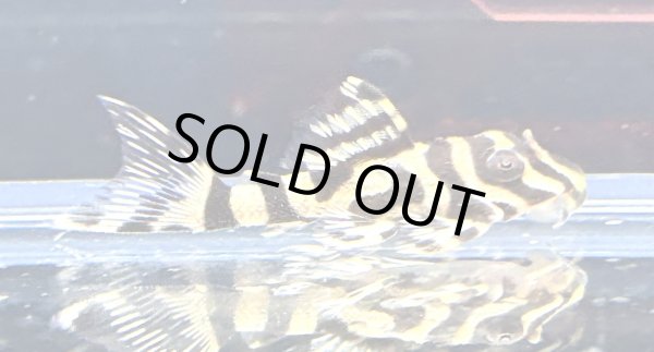 画像1: キングロイヤルペコルティア(5cm±)国産ブリード★ (1)