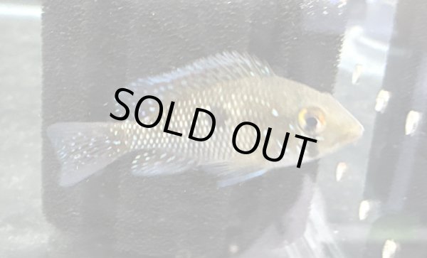 画像1: ゲオファーガスsp.バイヤレッド(5cm±)ブリード (1)