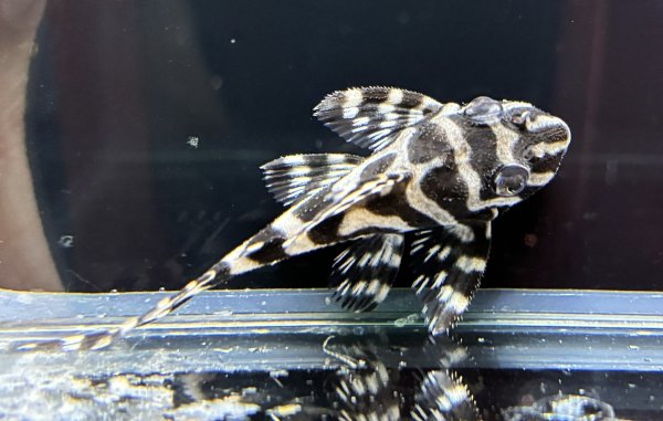 画像3: キングロイヤルペコルティア(5cm±)国産ブリード★ (3)