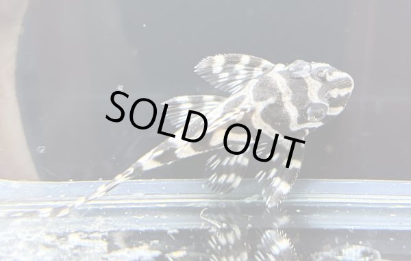 画像3: キングロイヤルペコルティア(5cm±)国産ブリード (3)