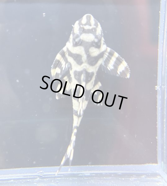 画像3: キングロイヤルペコルティア(5cm±)国産ブリード (3)