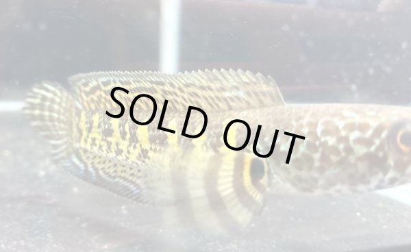 画像2: バイオレットスネークヘッド(13cm±)上物WILD★ (2)