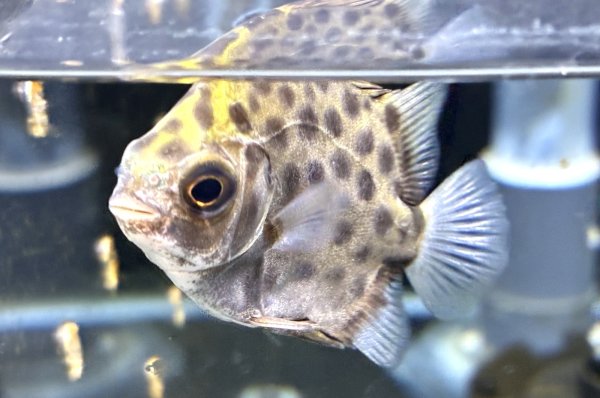 画像2: グリーンスキャット (2)