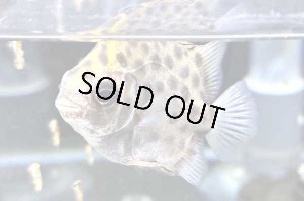 画像2: グリーンスキャット★ (2)