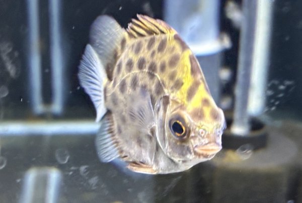 画像3: グリーンスキャット (3)