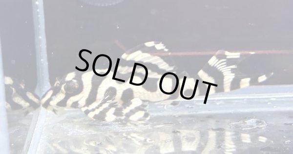 画像1: キングロイヤルペコルティア(5cm±)国産ブリード (1)