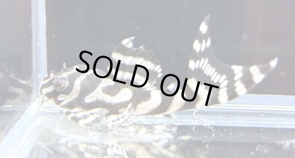 画像2: キングロイヤルペコルティア(5cm±)国産ブリード (2)