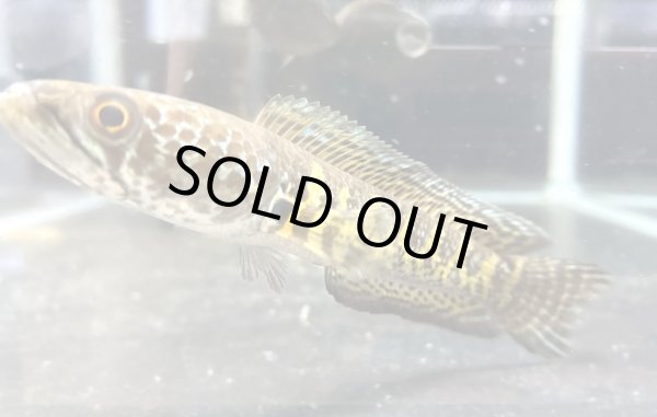 画像1: バイオレットスネークヘッド(13cm±)上物WILD★ (1)