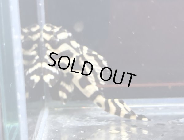 画像2: キングロイヤルペコルティア(5cm±)国産ブリード (2)