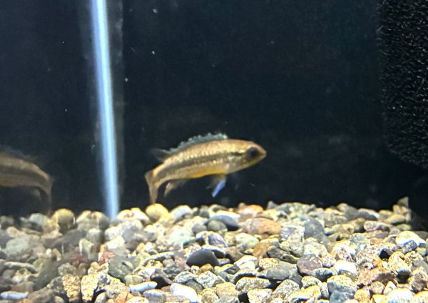 画像1: アピストグラマ アガシジィ ブルーフレーム メスのみ EUブリード★ (1)