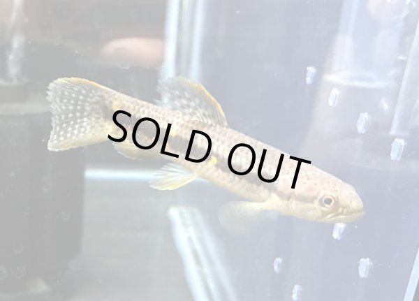 画像1: オレンジフィンキリーホーリー(7cm±)上物 WILD★ (1)