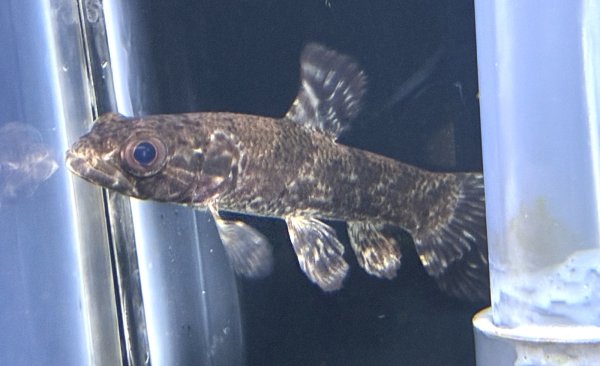 画像1: リアルタライロン アイマラ(12cm±)WILD★ (1)