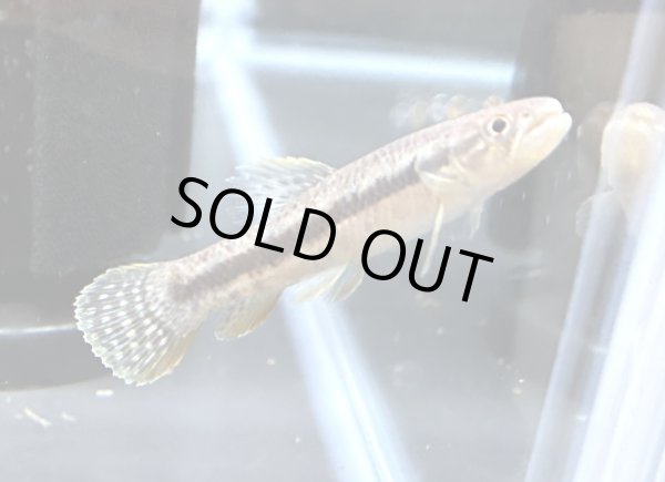 画像1: オレンジフィンキリーホーリー(6cm±)WILD★ (1)