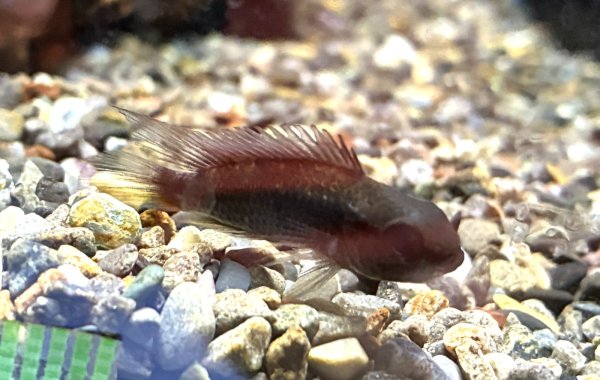 画像1: アピストグラマ アガシジィ オスのみ WILDテフェ (1)