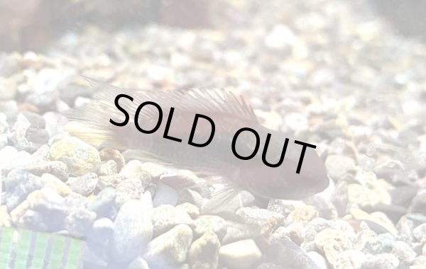 画像1: アピストグラマ アガシジィ オスのみ WILDテフェ (1)