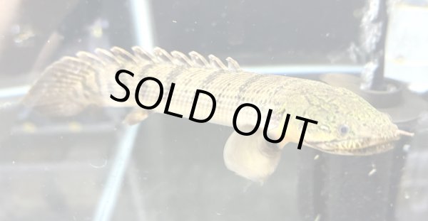 画像1: ポリプテルス ウィークシー(14cm±)WILDコンゴ★ (1)