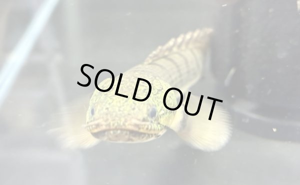 画像4: ポリプテルス ウィークシー(14cm±)WILDコンゴ★ (4)