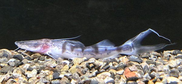 画像1: ゼブラキャット(7cm±)WILD (1)