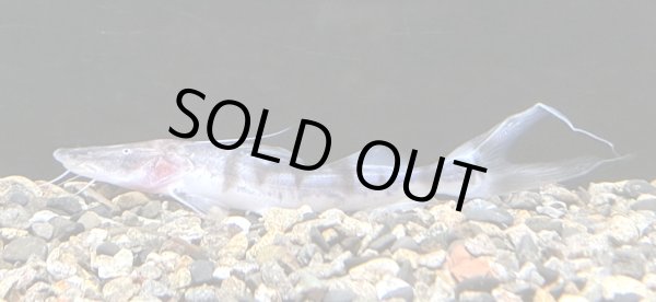 画像1: ゼブラキャット(7cm±)WILD (1)