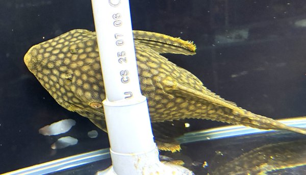 画像1: フルスポットロイヤルプレコ(25cm±)WILDコロンビア★ (1)